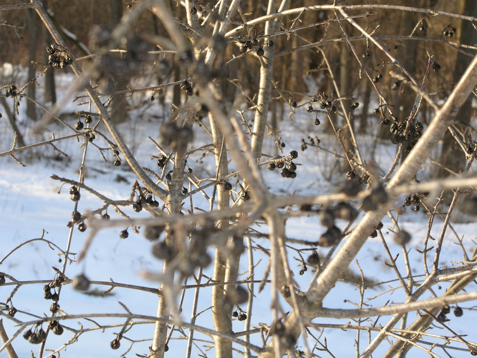 200501303368 common Buckthorn (Rhamnus cathartica) black berries on 15' tree - Oakland Co.JPG